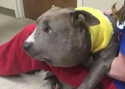 一碰就变猪头一碰就变香肠嘴这些痛你经历过吗