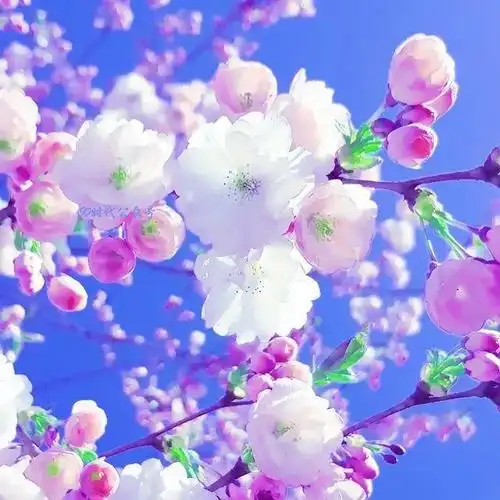 头像漂亮山水花草风景图片