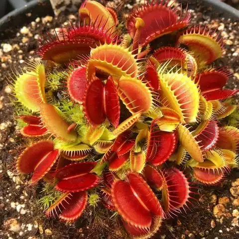 捕蝇草食虫草猪笼草驱蚊草捕蚊草捕虫草室内盆栽食人花植物