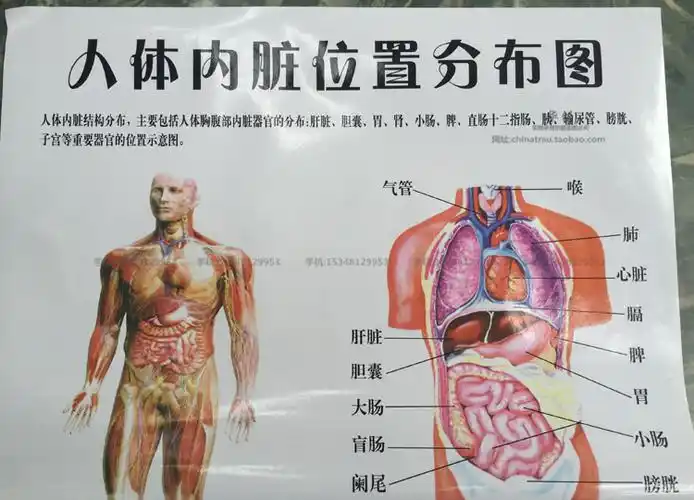 医院示意图人体内脏器官位置分部挂图人体内脏结构分布胸腹部防水
