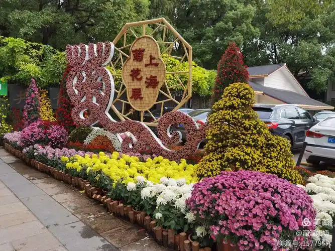 2020菊展,秋色浓郁菊花盛开争奇斗艳,精致的菊花造型,赏菊花,拍美景.