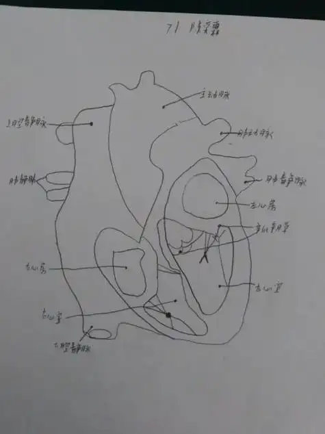 心脏的横切面简笔画