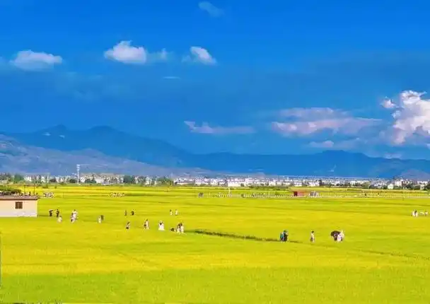 喜洲麦田,才是大理秋天的正确打开方式!