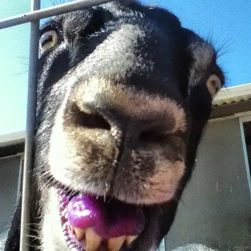 山羊羔卖萌微笑情暖人心