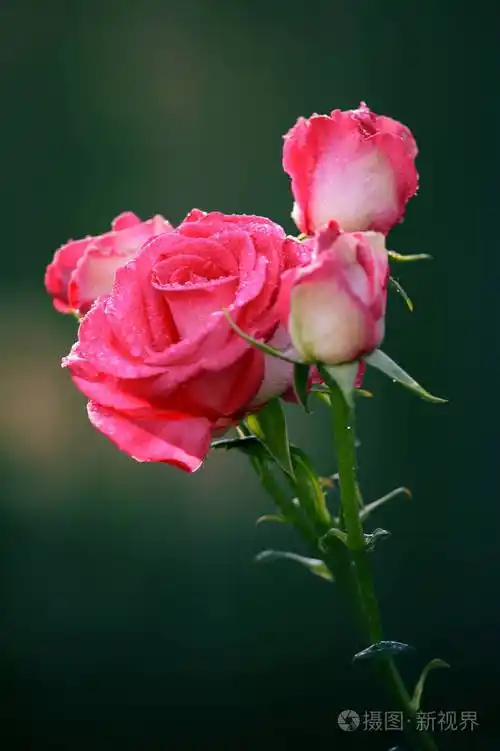 玫瑰是露珠. 一朵小水滴里美丽的花.