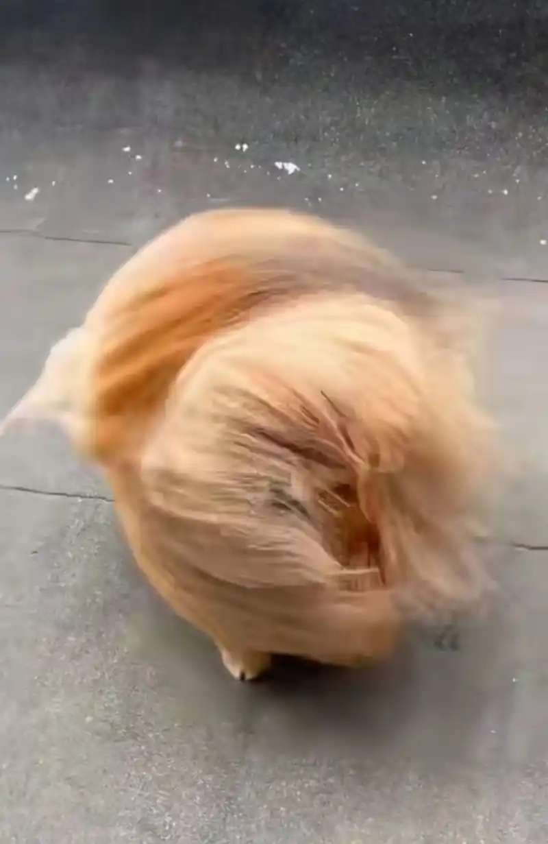 被大风吹乱了毛发的狗狗,如果不细看还以为是玩偶呢