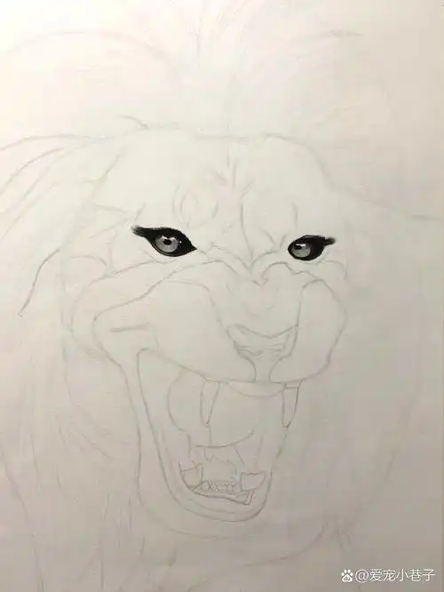 【素描动物】狮子03一只正在怒吼的雄狮