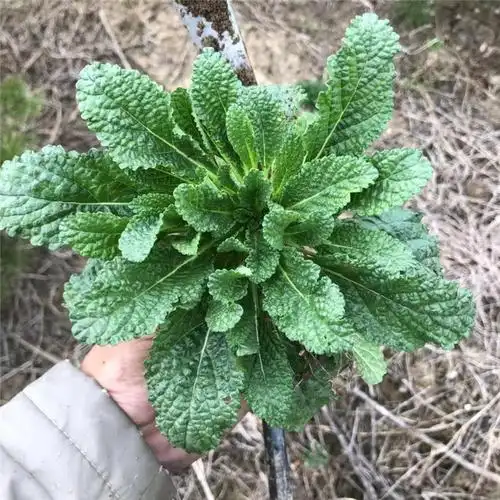 新鲜蛤蟆草癞蛤蟆菜蟾蜍草蛤蟆皮棵草荔枝草皱皮草雪见草500g 鲜品