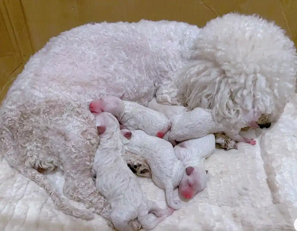 生了八只! 比熊幼犬纯种一窝,5. - 抖音