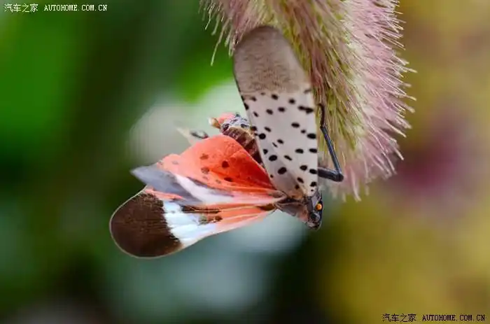 微距彩色飞蛾的诱惑2