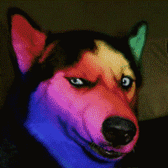 小狗狗gif搞笑gif闪眼gif眼神gif杀伤力gif