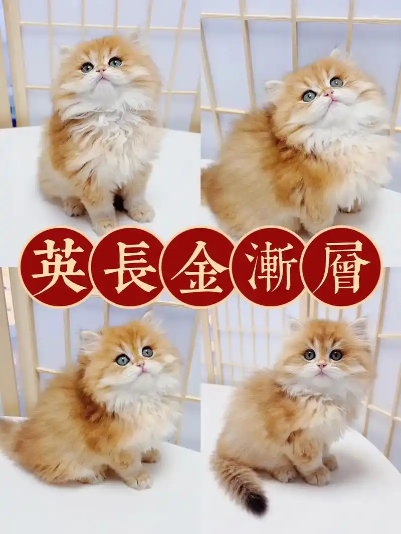 上海靠谱猫舍英长金渐层365天售后