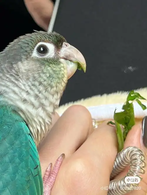 关于鹦鹉小太阳的一些问题