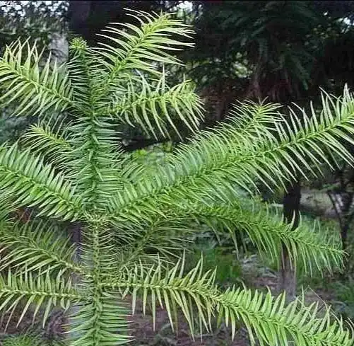 四季常绿的杉木树,你知道它的果球是如此的美丽吗?来看看吧