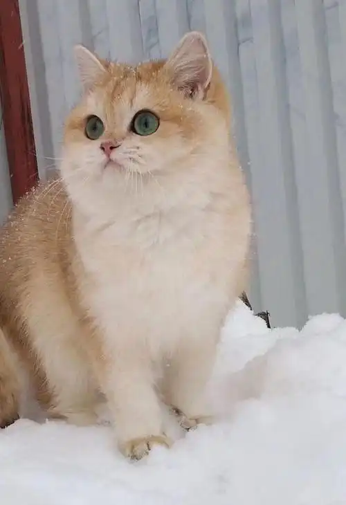 海淀纯血金渐层幼猫放心购买