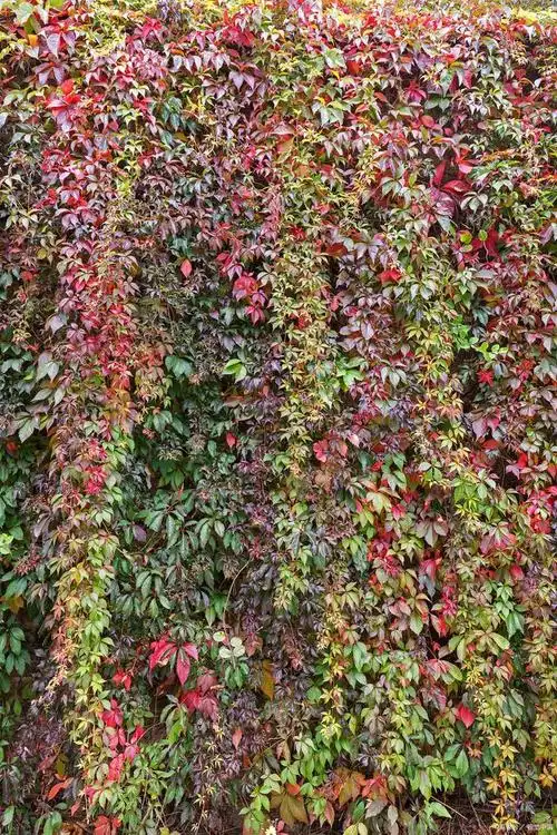 彩叶扶芳藤:一种美丽的攀援植物