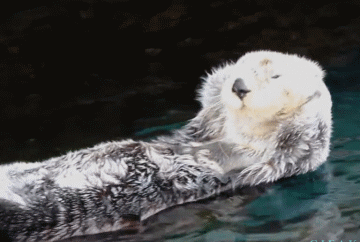 如果感到开心你就搓~搓~脸~!脑补一下.要是一大群海獭一起揉脸.