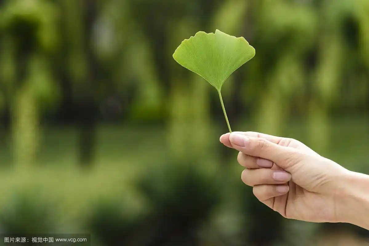 手拿银杏叶特写