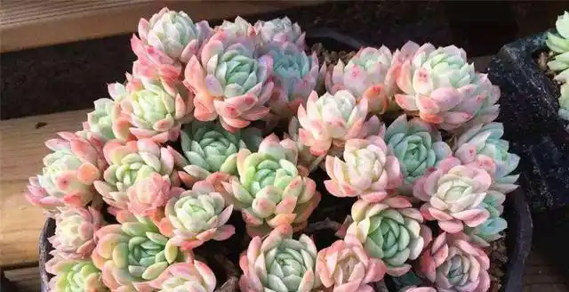 冰梅多肉这样养殖,香味四溢,颜色晶莹剔透