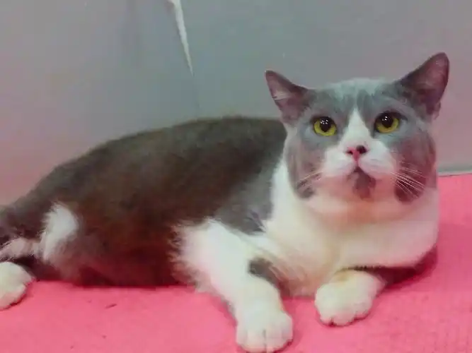 英短蓝白成年公已配过,价格优惠#英短蓝白  #宠物  #猫咪繁殖  #茂名