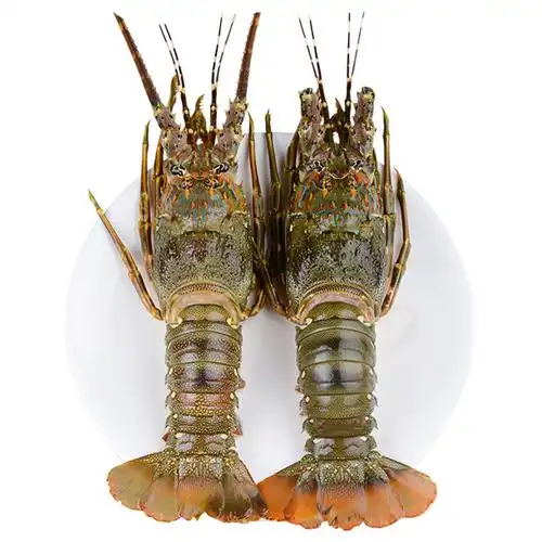 龙虾青龙速冻大龙鲜活海鲜水产300350g冷冻海深海冻虾