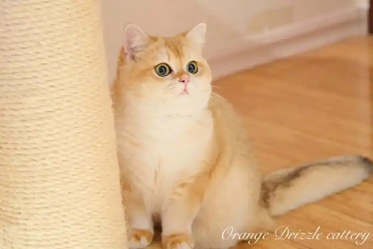 金渐层也太可爱了吧