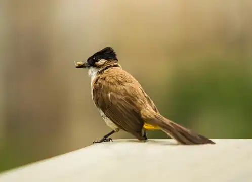 黑头翁摄影图__鸟类_生物世界_摄影图库_昵图网nipic.com