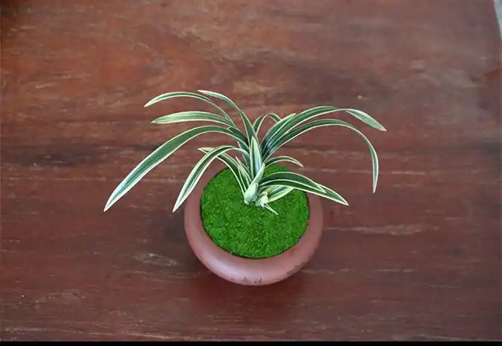 带盆栽好 花卉包邮 金边矮种兰花苗 惠兰四季金福冠 紫砂盆种好发货