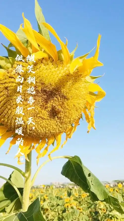 如向日葵般,微笑面对每一天,做个温暖阳光明媚的女子!