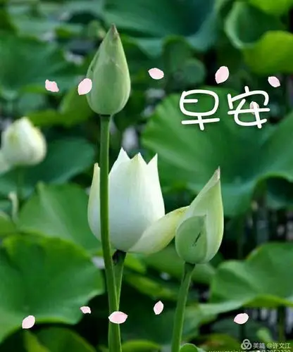 荷韵__早上好系列