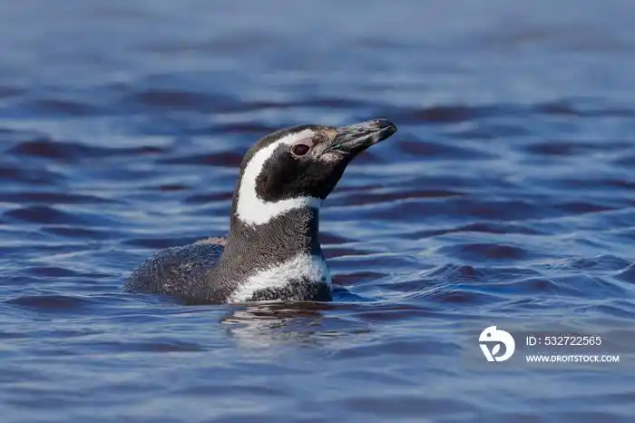 bird in sea waves