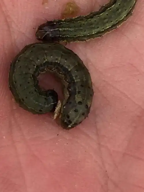 草地贪夜蛾,大光明在亮剑