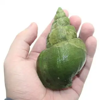 厚今海鲜 熟冻翡翠螺 冷冻水产 坏单包赔 12只/袋