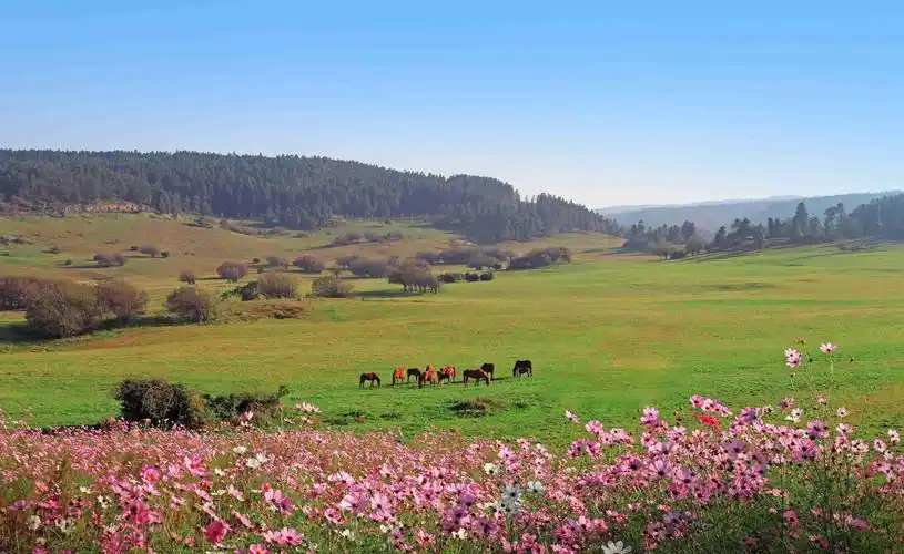 打卡"人间仙境",下周日上海至重庆武隆仙女山机场开航
