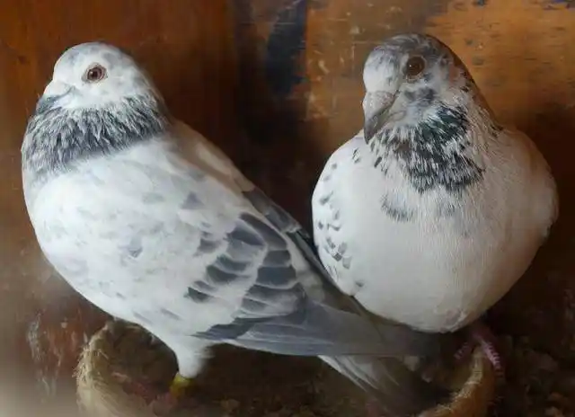 单调的瓦灰鸽如何配出异色鸽