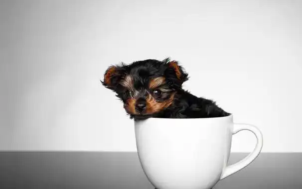 用命换钱的"茶杯犬",价格高昂却供不应求,为何人们偏爱畸形?