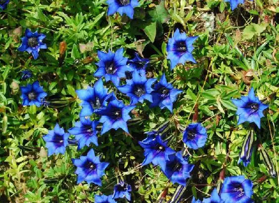 中药龙胆草的功效与作用_龙胆的功的功效与作用_平甩功的功效与作用