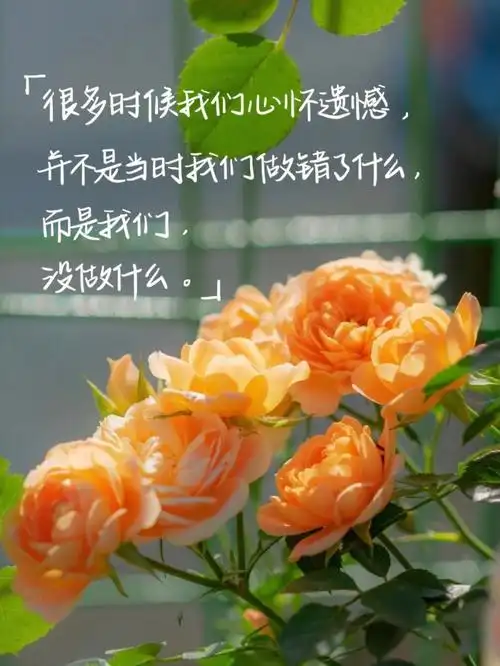 手写不要因为没做什么而心怀遗憾