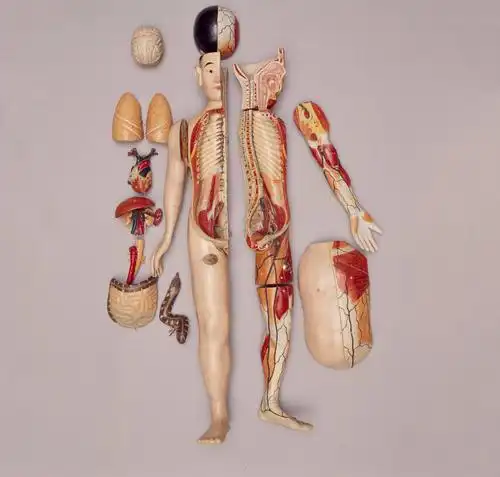 男性人体解剖模型