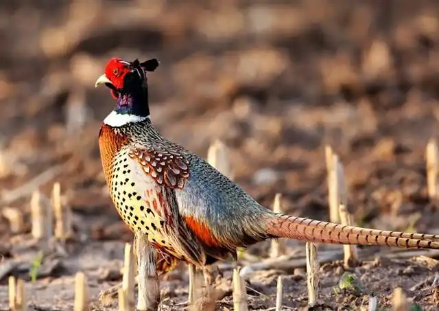 四川七彩山鸡苗|四川七彩山鸡价格