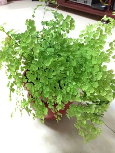 不是什么九阳草,百叶草.