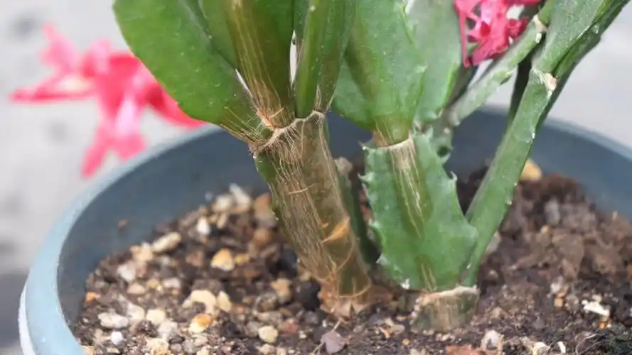 养了三年的老桩蟹爪兰开花量为什么这么少