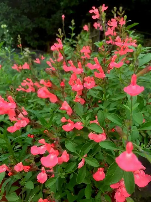樱桃鼠尾草花苗蜜桃火烈鸟糖果条纹冰蓝芳香香型时令草本花卉