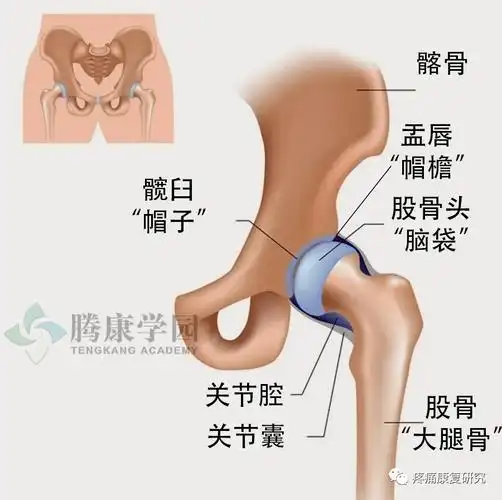 位置关键,上连脊椎,下连大腿,是机体中非常重要的一个关节,关乎着人体