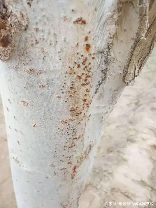 杨树树干溃疡病的发生与防治