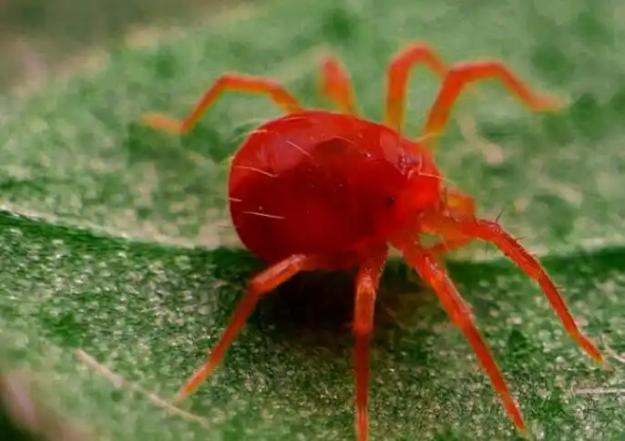 红色的蜘蛛有没有毒 - 837常识大全网