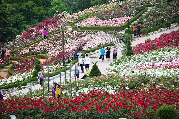 玫瑰园图片_图片大全