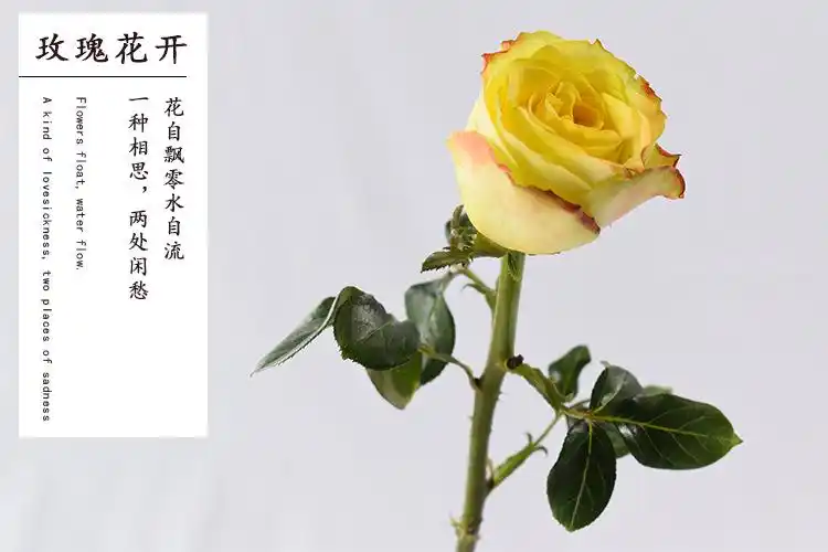 【迷醉玫瑰】昆明基地 迷醉玫瑰鲜花批发 ab级玫瑰鲜切花 20支/扎