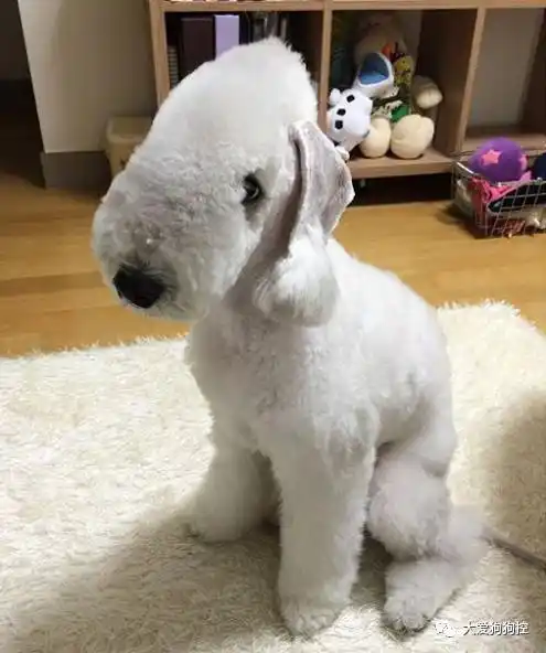 贝灵顿梗:别胡说了,人家真的不像小绵羊啊!