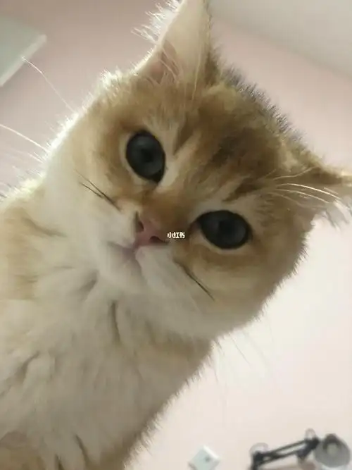 大家四个月的金渐层体重多少呀